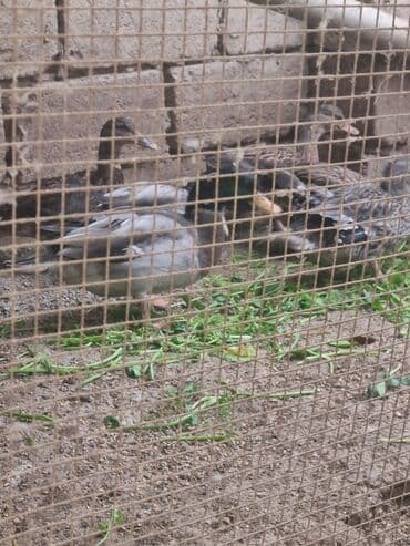 ordək balaları: Çöl ördəkləri satılır. Yaşılbaş sona. - Şəkildə iri qrupa yaxın — 3