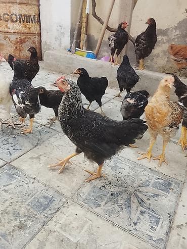 ev heyvan: Yerli qarışıq cins ev toyuqları – fərqli rəng və naxışlarda — 1