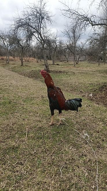 Atlar: Xoruz, Heyratı, il: 1, Ünvandan götürmə — 1