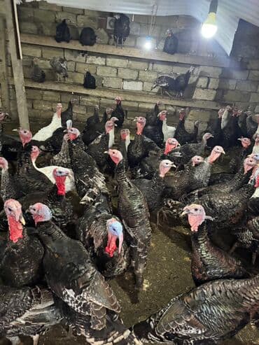 K/t heyvanları və malları: Məhsul: Hinduşka sürüsü Təsvir: - Şəkillərdə gördüyünüz damazlıq — 5