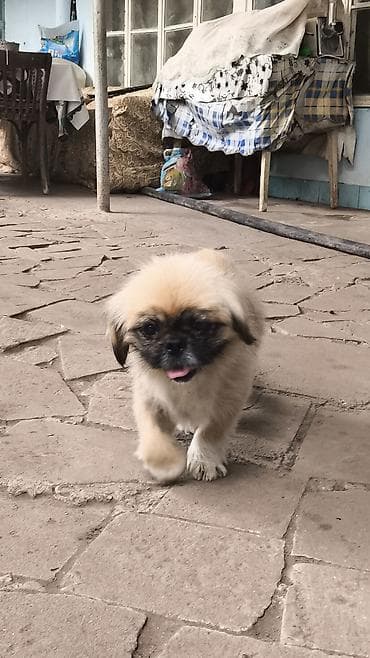Pekines, 7 ay, Erkek