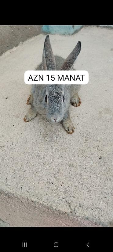 oglan it adlari: Ev dovşanı – boz rəng, uzunqulaq, yumşaq tüklü. Sakit və mehriban — 1