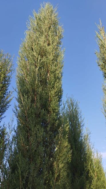 Məhsul: Landşaft və bağ üçün iynəyarpaqlı və meyvə tingləri -