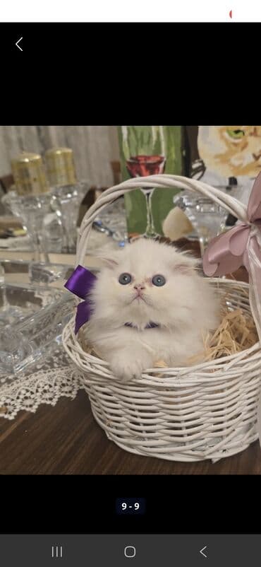 it etibarlı əllərə verilir: 50 ile 250 arasi cins saf qan pisiklerimiz var( Silver sinsila temiz — 14