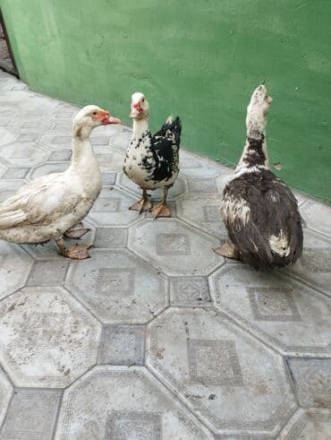 Кошки: Muscovy (hinduska) ördəkləri – 4 baş - Növlər: Muscovy/hinduska. - — 3
