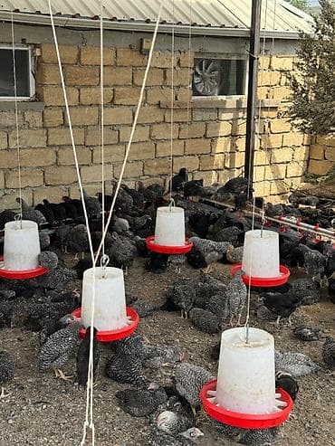 Toyuqlar satılır
Topdan satılır 5 man lalafo.az -da Toyuqlar satılır
Topdan satılır 5 man