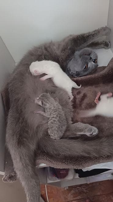 şotland pişik: Pişiklər — 1