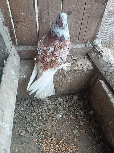 danışan tutuquşu satışı: Frillback (bükülü tüklü) göyərçinlər – dekorativ cins - Rəng: ağ və — 3