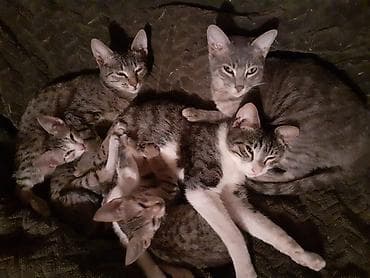 sirin pisik balalari: Erkək, Dişi — 2