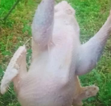 dovşan eti: Məhsul: Hind toyuğu (canlı və kəsilmiş)diri 1kq 14m temiz 1kq 15m — 1