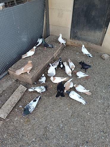 Heyvanlar üçün mallar: Yerli və iran cinsləri. Quşlar fərqli qiymətlərə satılır. Kütdə — 4