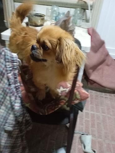 norka heyvan: Pekines, 7 ay, Erkək, Peyvəndli, Ünvandan götürmə — 3