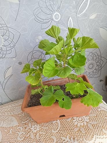 Otaq bitkiləri: Pəncərə qutusu üçün ətli saksı bitkisi – 2 köklü pelargonium — 3
