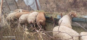 K/t heyvanları üçün mallar: Bordax quzular 3 disi 5 erkek. razilasmaq olacaq damazliq kimide — 1