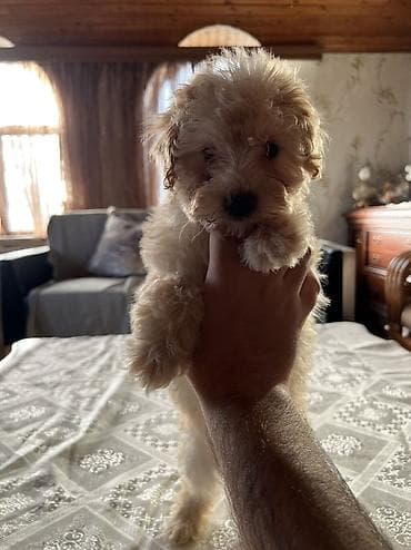 balaca şirin itler: Pudel, 2 ay, Dişi, Pulsuz çatdırılma — 2