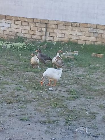 broyler cuce satisi: Salam oz qapimin 1 illik saglam 4 diwi 1 erkek diwiler yerridiler ekek — 2