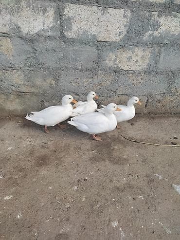 Kalduk ördəyi,keçən il olan balalardı,2 xoruz 2 fərədi,tam sağlam