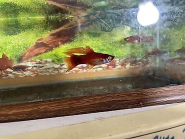 Balıqlar: Meçenos balığı, Sülhsevər — 4