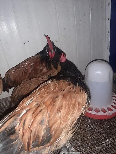 kend toyuqu: Temiz qan Forvek cinsili hryvanlar satiwa cixardilib.Alman — 7
