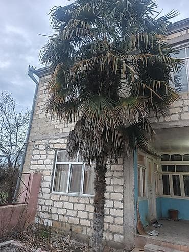 gül növləri: Trachycarpus fortunei (Küləkxurma, Çin xurması) – iri dekorativ palma — 4