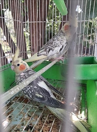quslar satisi: Corela Quşları Qəfəslə Bərabər verilir. Tam sağlamdırlar — 3