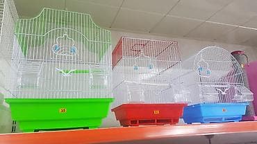 Gəmiricilər: 4-5 aylıq, tam sağlam quşlardır. Qanadı, quyruğu və dırnaqlarının — 4