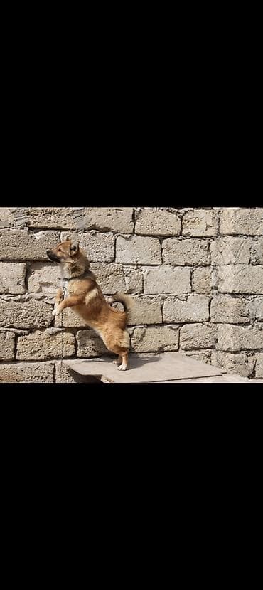 itlə: Peyvəndli — 4