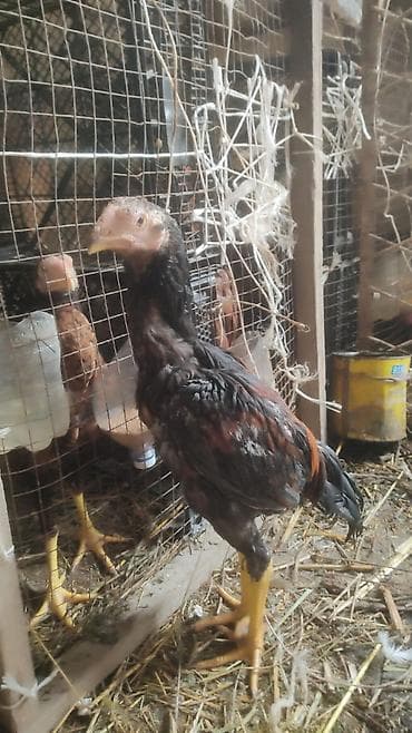 dişi labrador: Toyuq cücələri, Damazlıq — 2