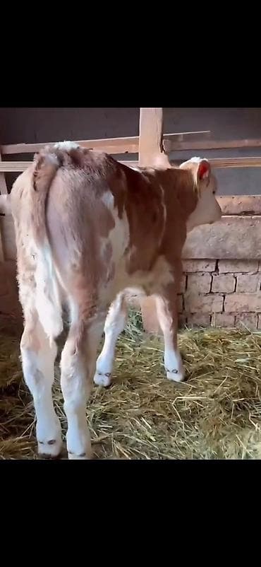 Pişiklər: Simental tipli buzovlar – ət və süd istiqamətli damazlıq potensialı — 8