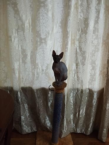 dovşan yemi: Sfinks, Dişi, Yaxşı əllərə, Ünvandan götürmə, Pulsuz çatdırılma, Ödənişli çatdırılma — 10