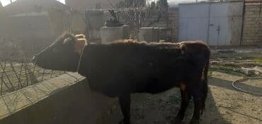 dana buzov: Dana, buzov, Erkək, ay: 4, Ətlik — 1