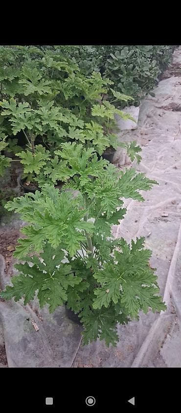 etirsah bitkisi: Məhsul: Saksıda ətirşah (Pelargonium graveolens) – ətirli, parçalı — 7