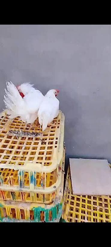 ev sicani: Toyuq cücələri, Damazlıq — 2