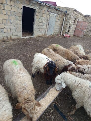 cins iney: Super kök çəpiş 12 kq təmiz əti var TƏCİLİ SATILIR VATSAP 0503938685 — 3