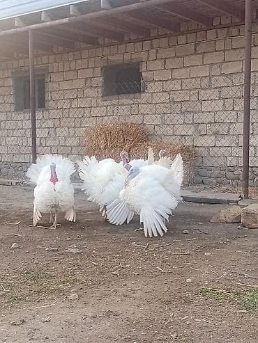 Quşlar: Ağ rəngli hinduşka sürüsü 8 ayliq xoruzlardi cekileri 8 kq alti — 2