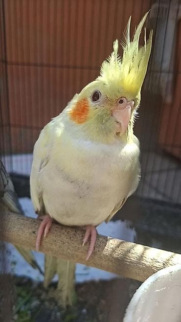 tutuquş: Nymph paraketləri (Cockatiel) – müxtəlif rənglərdə - Növ: Nymph — 3