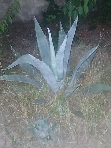 Agave americana – dekorativ sukulent - Bitki növü: Agave americana — 4