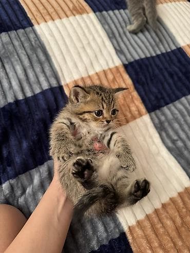 maine coon pişik: Britan — 2