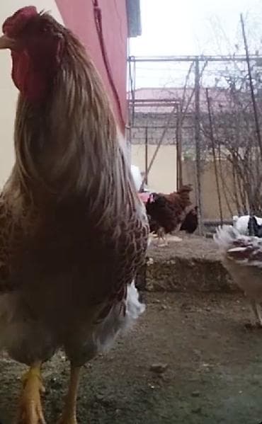 donuz satilir: Modern Qeym 3 Fərə Ve ponpon toyuq xoruz fərə cücə hersey var Ancaq — 2