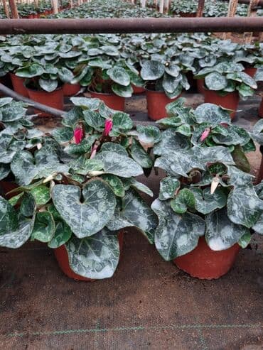 qızıl gül buketi: Gullerin satişi — 5