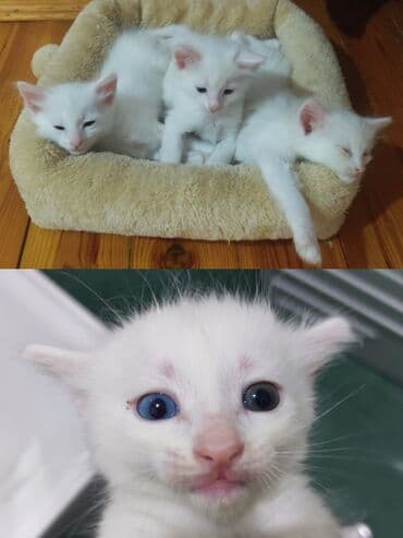 Heyvanlar üçün mallar: Van — 1