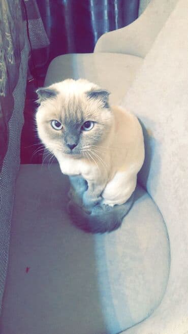 шотландский вислоухий котенок баку: Шотладская вислоухая, Самка — 7