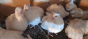 qu quşu haqqında məlumat: Ağ rəngli bildirçinlər (müxtəlif ləkəli fərdlər də var) - Cins — 3