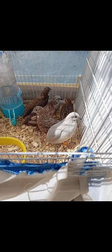 it cinsi: Çin bildirçini, dekorativ maraqlı quşlardı, evdə qəfəsdə belə saxlamaq — 2