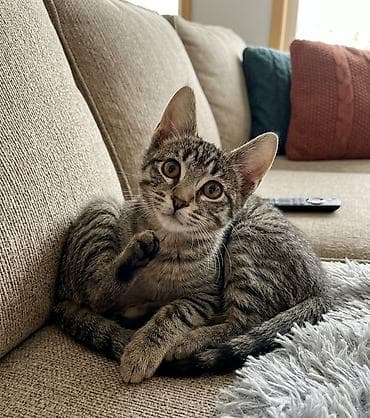 pisik etibarli ellere verilir: Erkək, Yaxşı əllərə — 2