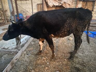 Inəklər, öküzlər: Dişi danadı körpe Bakı malıdı tovle malıdı — 2