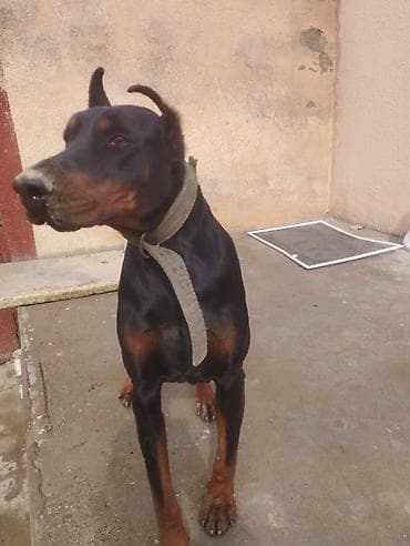 Digər heyvanlar: Doberman — 3