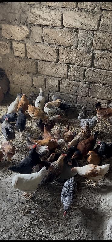 bala it sekilleri: Temiz kend cüceleri 100% sağlam✅ 2 aylıq 4.80 3 aylıq 7 m Buyura — 3