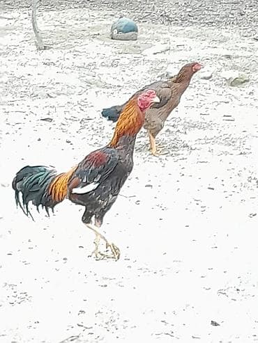 iri buynuzlu mal: Satılır: Karadeniz Turk xoruzu və feresi Safqanlı döyüş tipli — 3