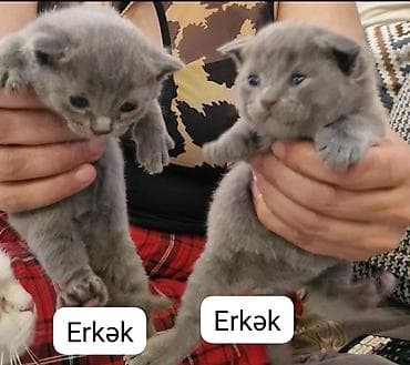 ağ pişikler: Britan yastı qulaq, Erkək, Dişi, Yaxşı əllərə, Ünvandan götürmə — 2